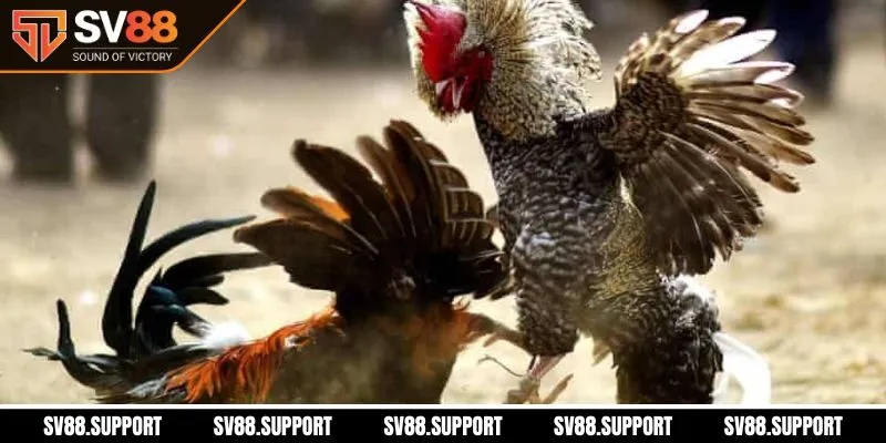 Đá gà SV88 hợp tác với trường gà uy tín