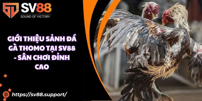 Giới thiệu sảnh đá gà Thomo tại SV88 - Sân chơi đỉnh cao