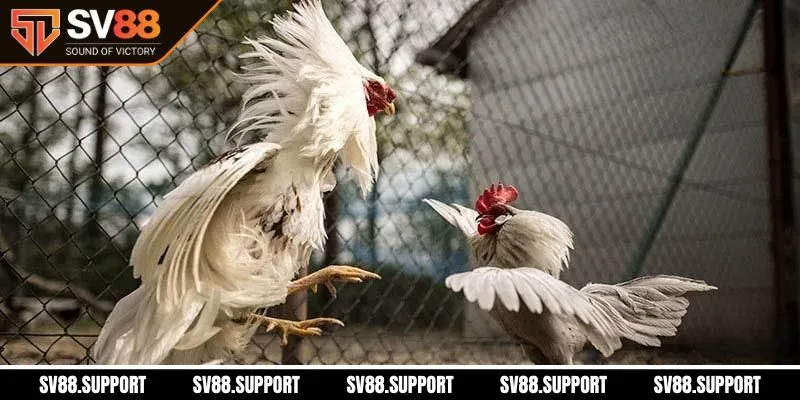 Lý do nên cá cược tại đá gà tại sảnh SV88 - Hỗ trợ chuyên nghiệp
