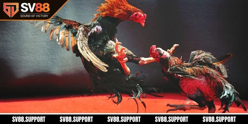 Tìm hiểu đá gà đòn SV88